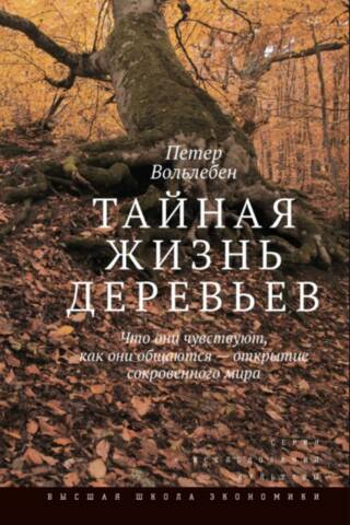 Тайная жизнь деревьев. Что они чувствуют, как они общаются — открытие сокровенного мира