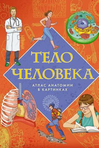 Тело человека. Атлас анатомии в картинках