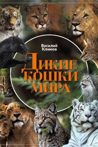 Дикие кошки мира