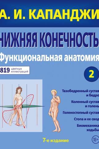 Нижняя конечность: Функциональная анатомия
