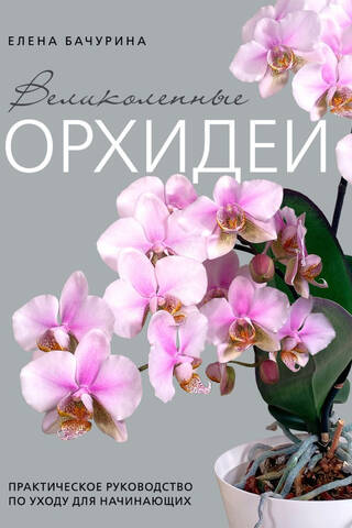 Magnificent Orchids: A Practical Care Guide for Beginners