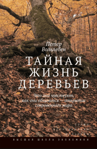 Тайная жизнь деревьев. Что они чувствуют, как они общаются — открытие сокровенного мира
