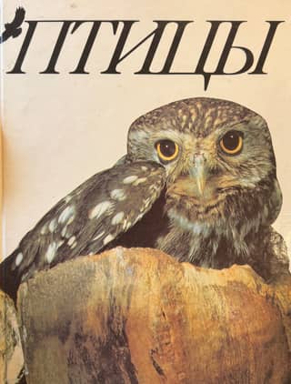 Птицы