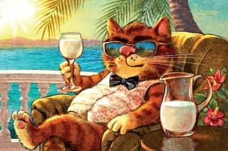Postcard. Blue cats. Hawaii.