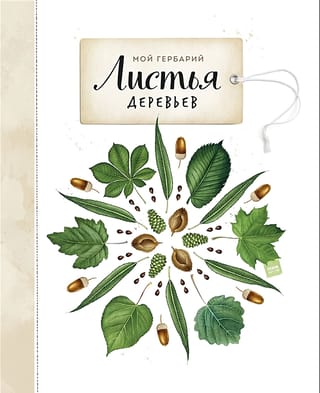 Мой гербарий. Листья деревьев
