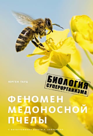 Феномен медоносной  пчелы. Биология суперорганизма