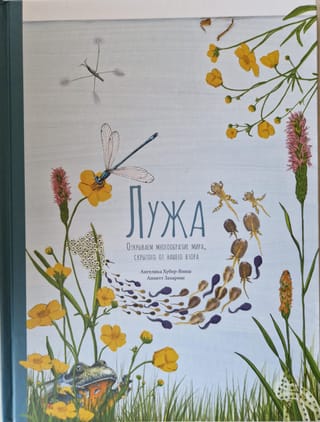 Лужа. Открываем  многообразие мира, скрытого от нашего взора