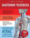 Анатомия человека. Современный атлас с подробными иллюстрациями